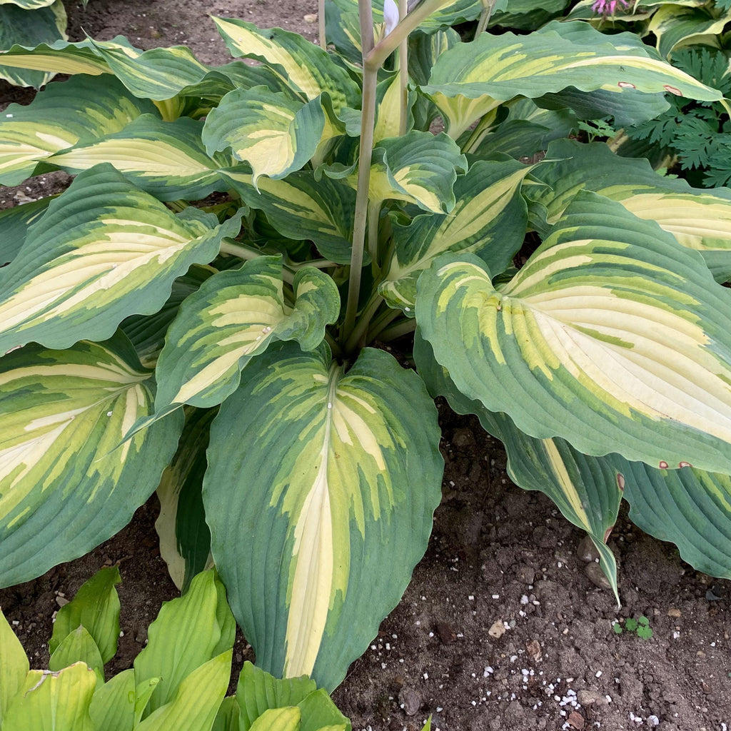 hosta LOVE STORY medium rare new Proven Winners wavy ruffled shade plants hostas tricolor disease-free 2.5" pot = 1 Potted Garden Plant