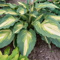 hosta LOVE STORY medium rare new Proven Winners wavy ruffled shade plants hostas tricolor disease-free 2.5" pot = 1 Potted Garden Plant