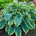 hosta VOICES in THE WIND medium wavy rippled new Proven Winners shade plants hostas disease-free = 1 Potted Garden Plant