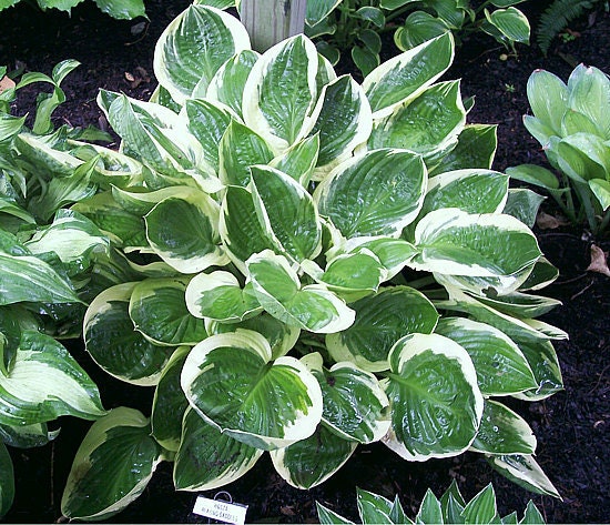 hosta BLAZING SADDLES medium rare big fast wavy disease-free Blue Umbrellas sport = 1 Potted Garden Plant