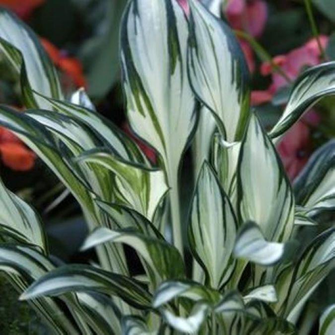 hosta FIREWORKS mini new stiff upright small tiny thick white rare perennial = 1 Potted Garden Plant