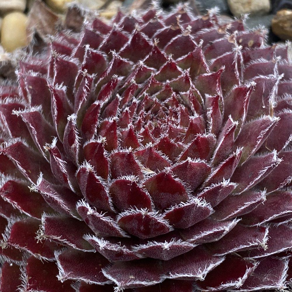sempervivum GOLD DUST hen and chicks succulent Chick Charms hardy perennial = 1 Potted Garden Plant