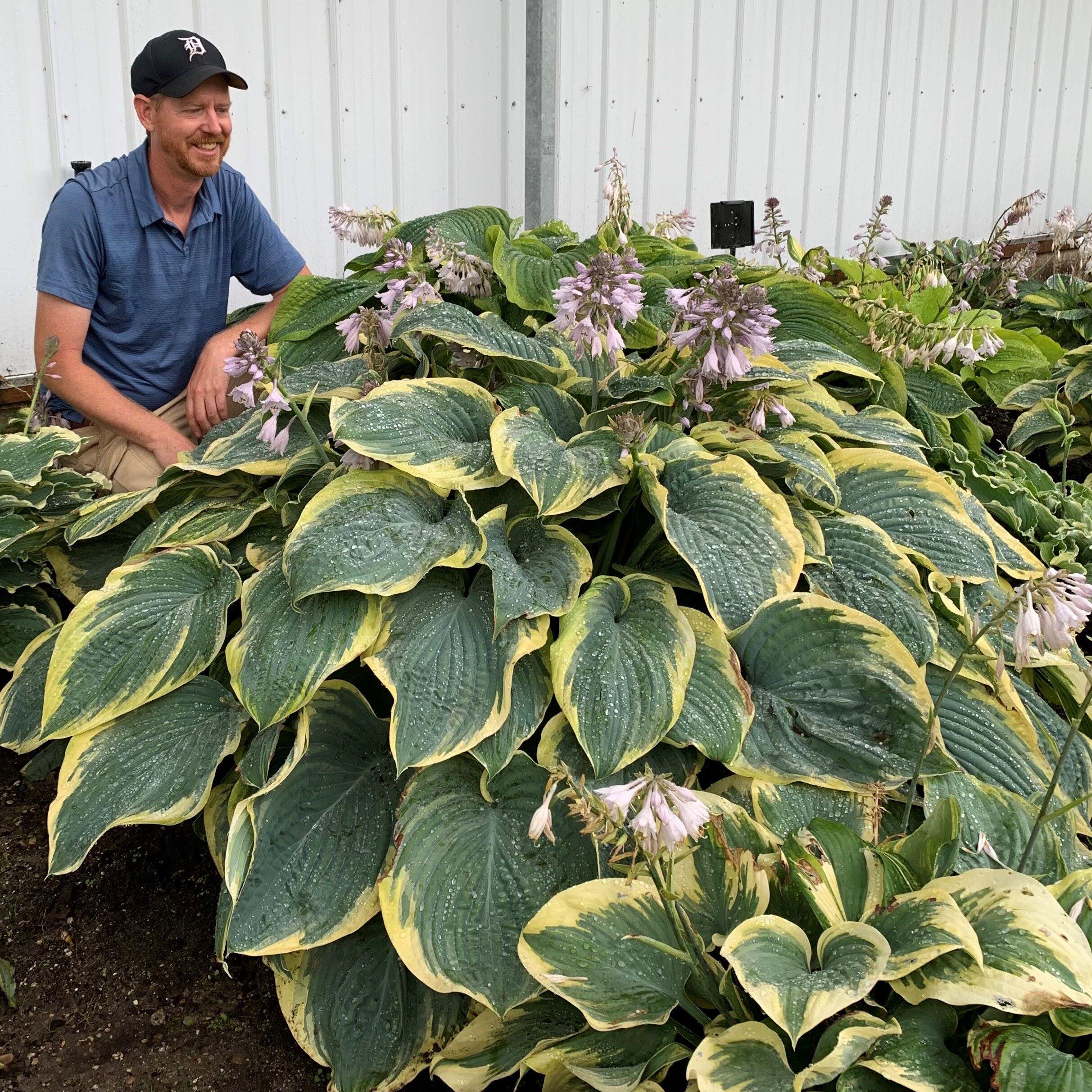 hosta GIGANT0SAURUS large new rare thick Proven Winners corrugated perennial = 1 Potted Garden Plant