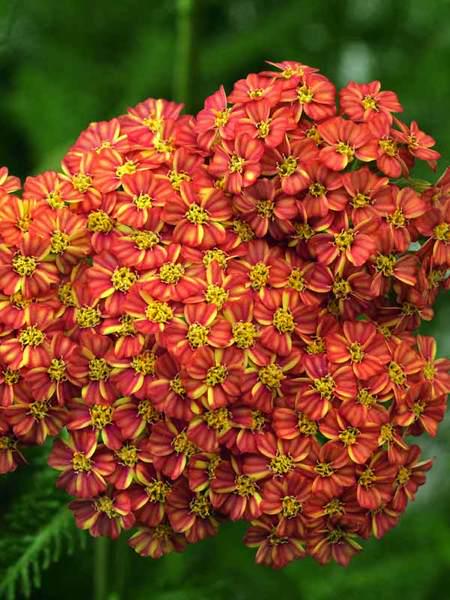 achillea DESERT EVE TERRACOTTA compact orange yarrow fast flowers hardy perennial = 1 Potted [2.5"] Garden Plant