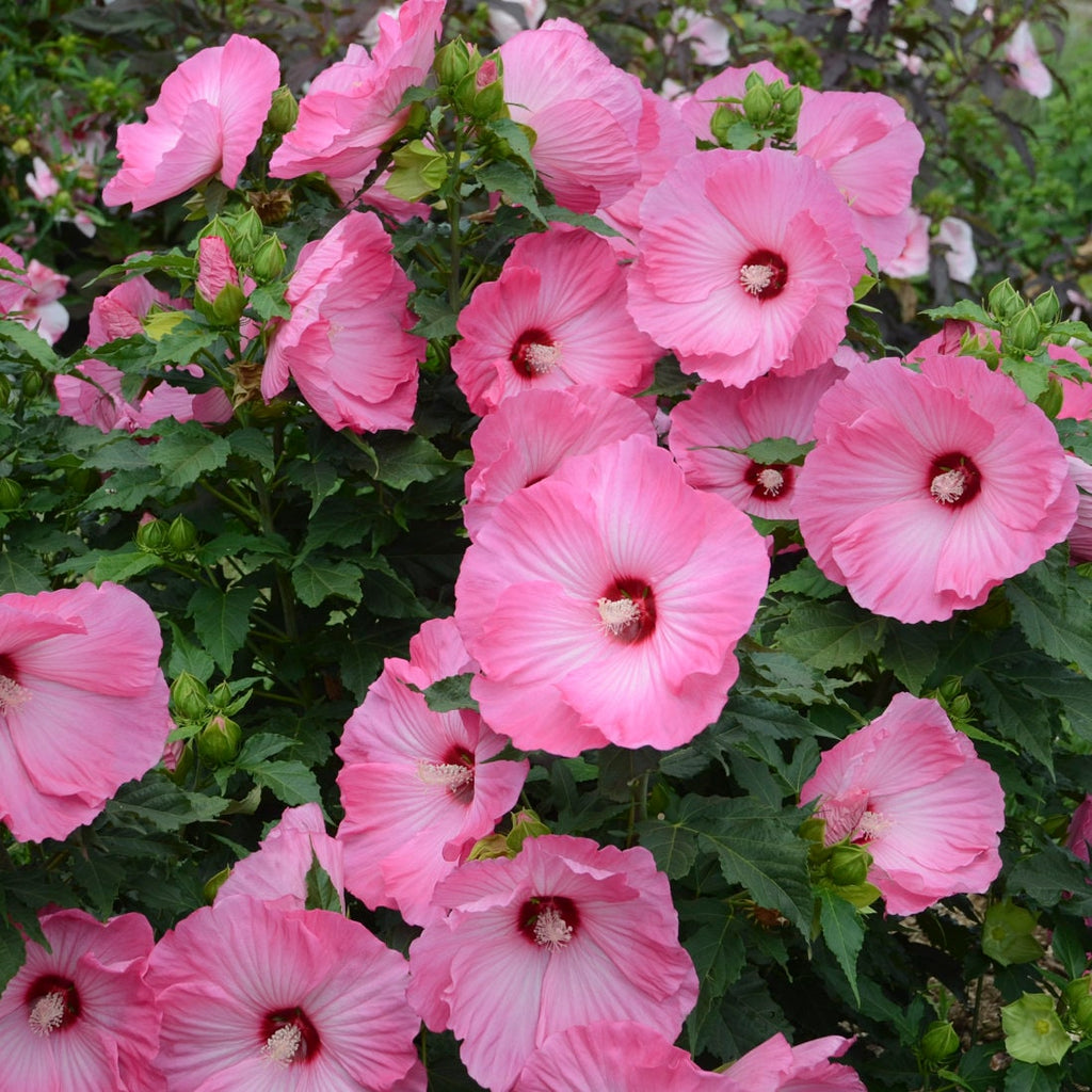 hibiscus AIRBRUSH EFFECT pink stunning huge flowers hardy perennial = 1 Potted Garden Plant
