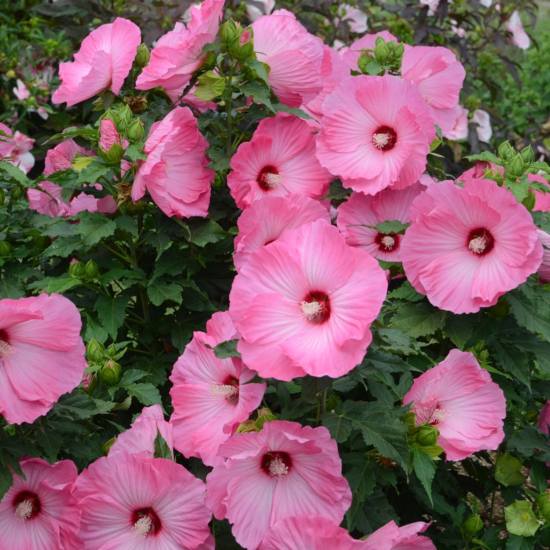 bush hibiscus AIRBRUSH EFFECT pink stunning huge flowers hardy perennial = 1 Potted Garden Plant