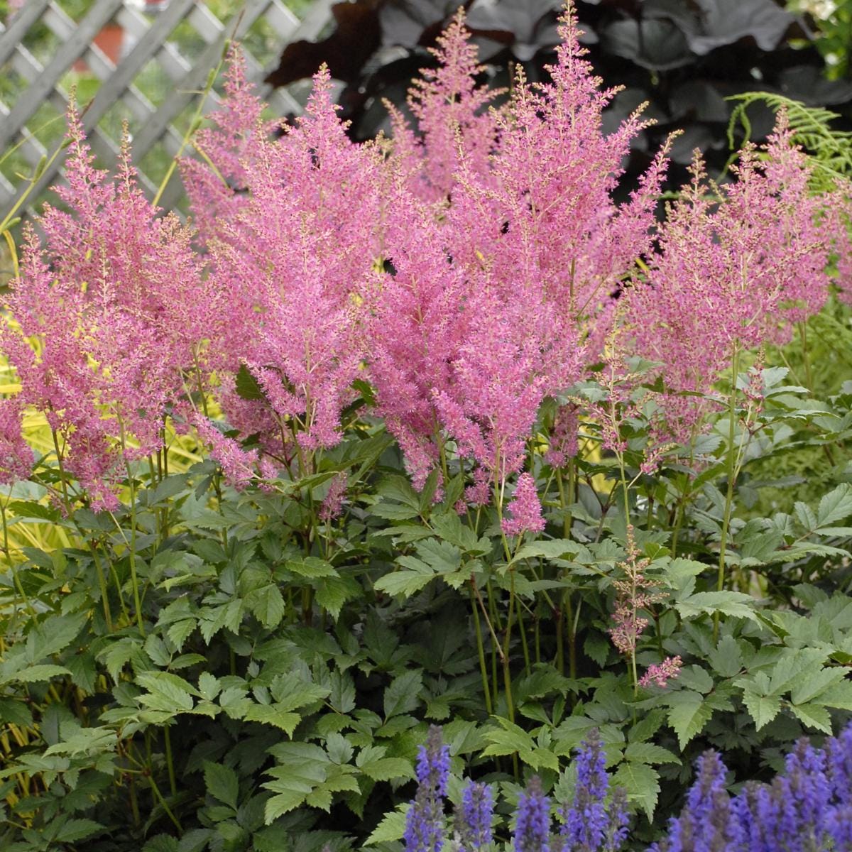 Astilbe RHINELAND japonica sun flower pink false spirea hardy perennial = 1 Potted Garden Plant