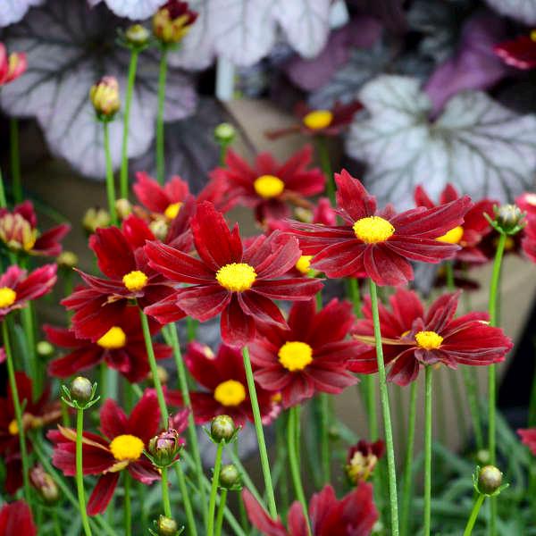 coreopsis RED ELF Lil Bang native hardy cut flower perennial = 1 Potted Garden Plant