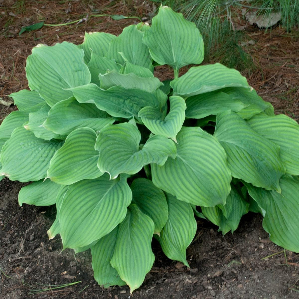 hosta KOMODO DRAGON large thick giant huge wavy rippled green upright perennial = 1 Potted Garden Plant