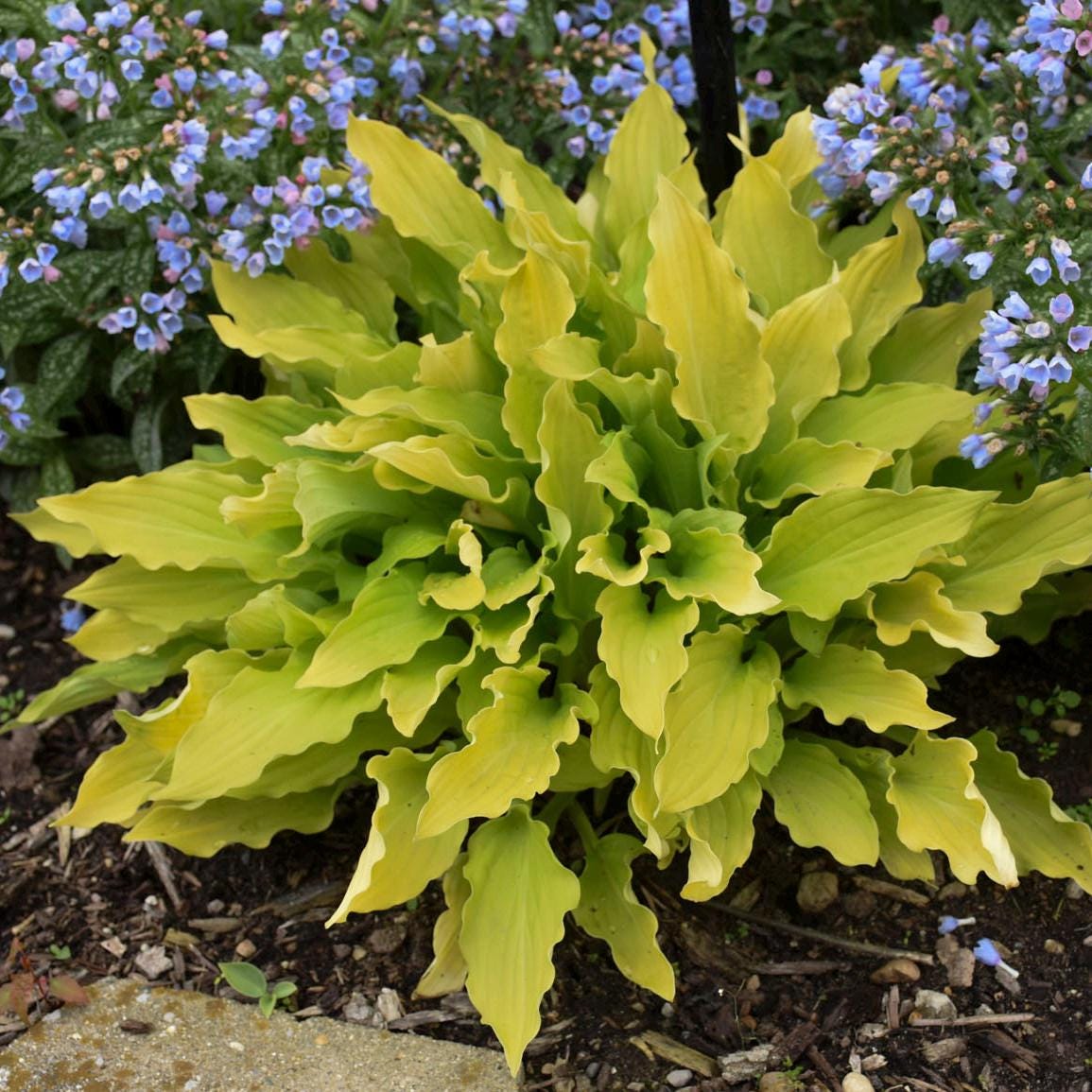 hosta TIME IN A BOTTLE small yellow gold flowers fast wavy rippled new shade perennial = 1 Potted Garden Plant