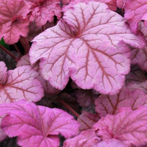 heuchera BERRY SMOOTHIE pink purple coral bells alumroot hardy perennial = 1 Potted Garden Plant
