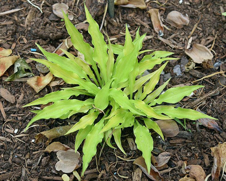 hosta FAIRY DUST new rare mini tiny cute wavy yellow gold narrow healthy little perennial = 1 Potted Garden Plant