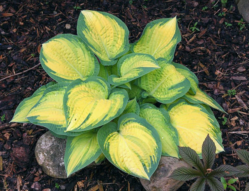 hosta ORANGE MARMALADE medium special rare golden-orange disease-free 2.5" pot = 1 Potted Garden Plant