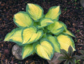 hosta ORANGE MARMALADE medium special rare golden-orange disease-free 2.5" pot = 1 Potted Garden Plant