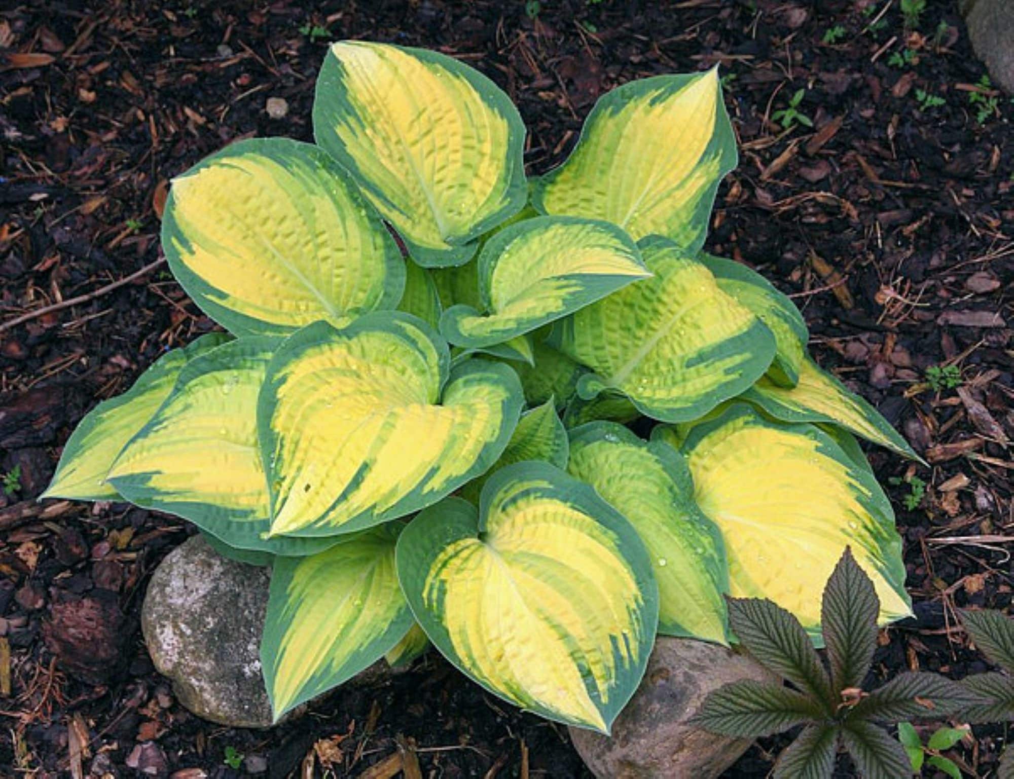 hosta ORANGE MARMALADE medium special rare golden-orange disease-free 2.5" pot = 1 Potted Garden Plant