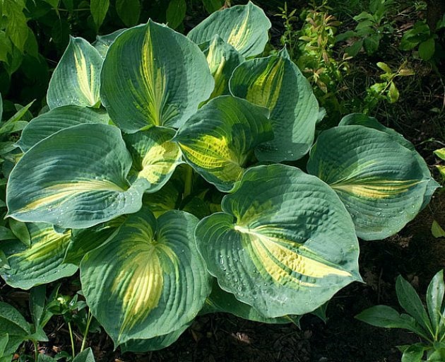 hosta DREAM QUEEN medium thick cupped blue yellow round corrugated lavender flowers perennial = 1 Potted Garden Plant