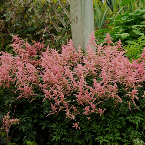 astilbe BRESSINGHAM BEAUTY pink false spirea 2.5" pot = 1 Live Potted Plant