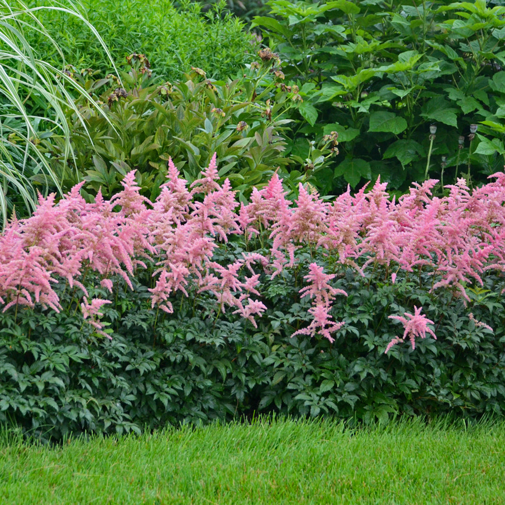 astilbe BRESSINGHAM BEAUTY pink false spirea 2.5" pot = 1 Live Potted Plant
