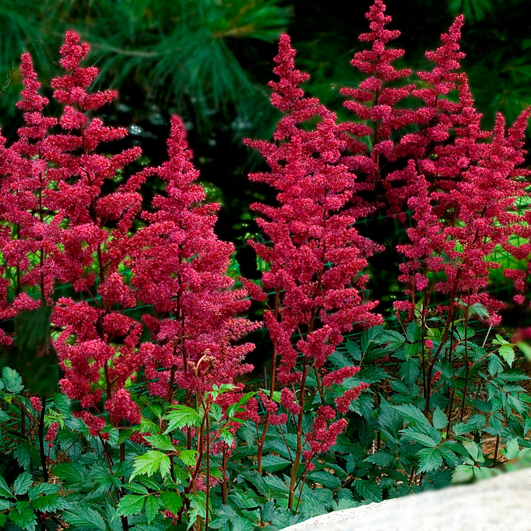 astilbe BURGUNDY RED sun unique flower hardy perennial = 1 Potted Garden Plant