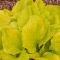 hosta SEASONS in THE SUN large unusual wavy new bright yellow gold pot perennial = 1 Potted Garden Plant
