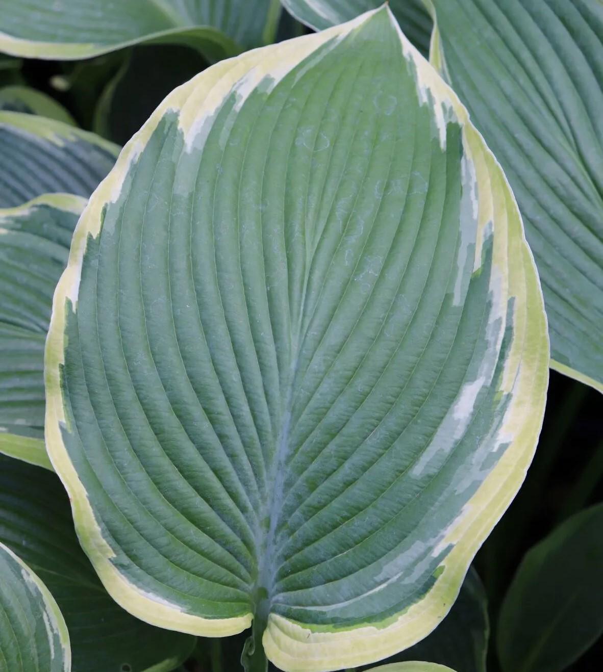 hosta OYSTER BAR medium new rare perennial = 1 Potted Garden Plant