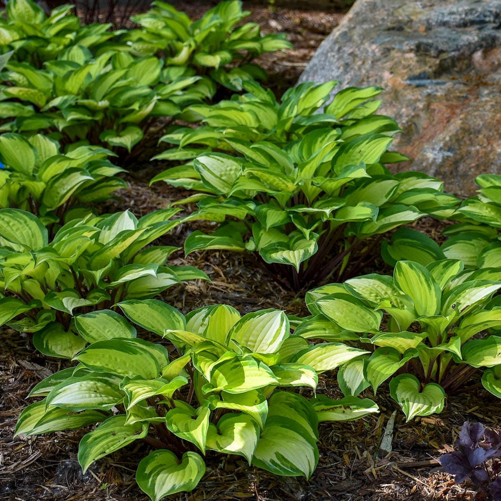 hosta ISLAND BREEZE small yellow red colorful flowers fast variegated shade part sun perennial = 1 Potted Garden Plant