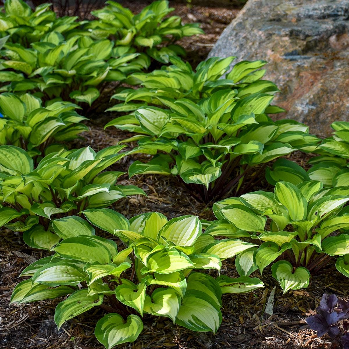 hosta ISLAND BREEZE small yellow red colorful flowers fast variegated shade part sun perennial = 1 Potted Garden Plant