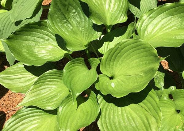 hosta EMERALD CHALICE medium new unusual rare perennial = 1 Potted Garden Plant