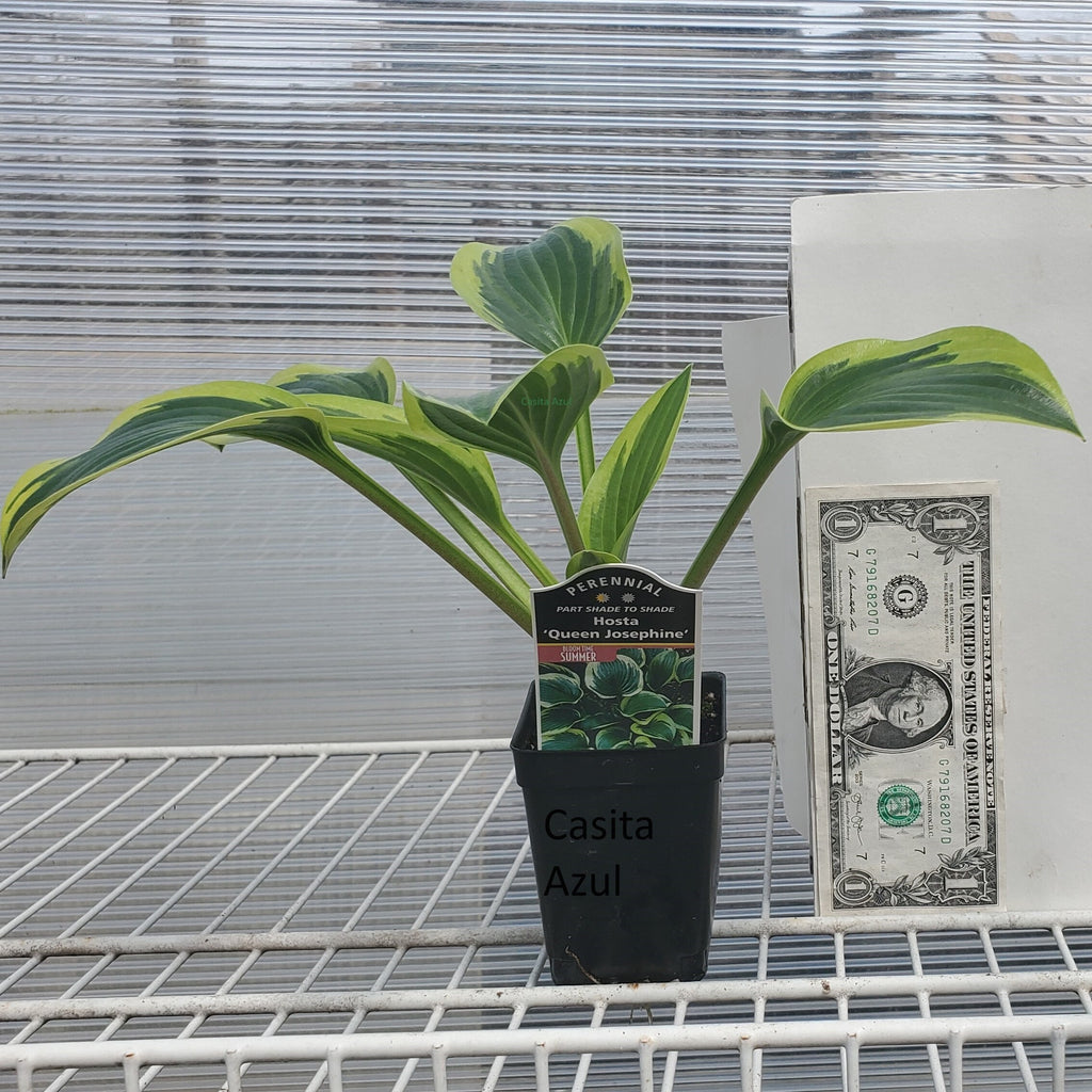 hosta QUEEN JOSEPHINE medium shiny easy classic perennial = 1 Potted Garden Plant