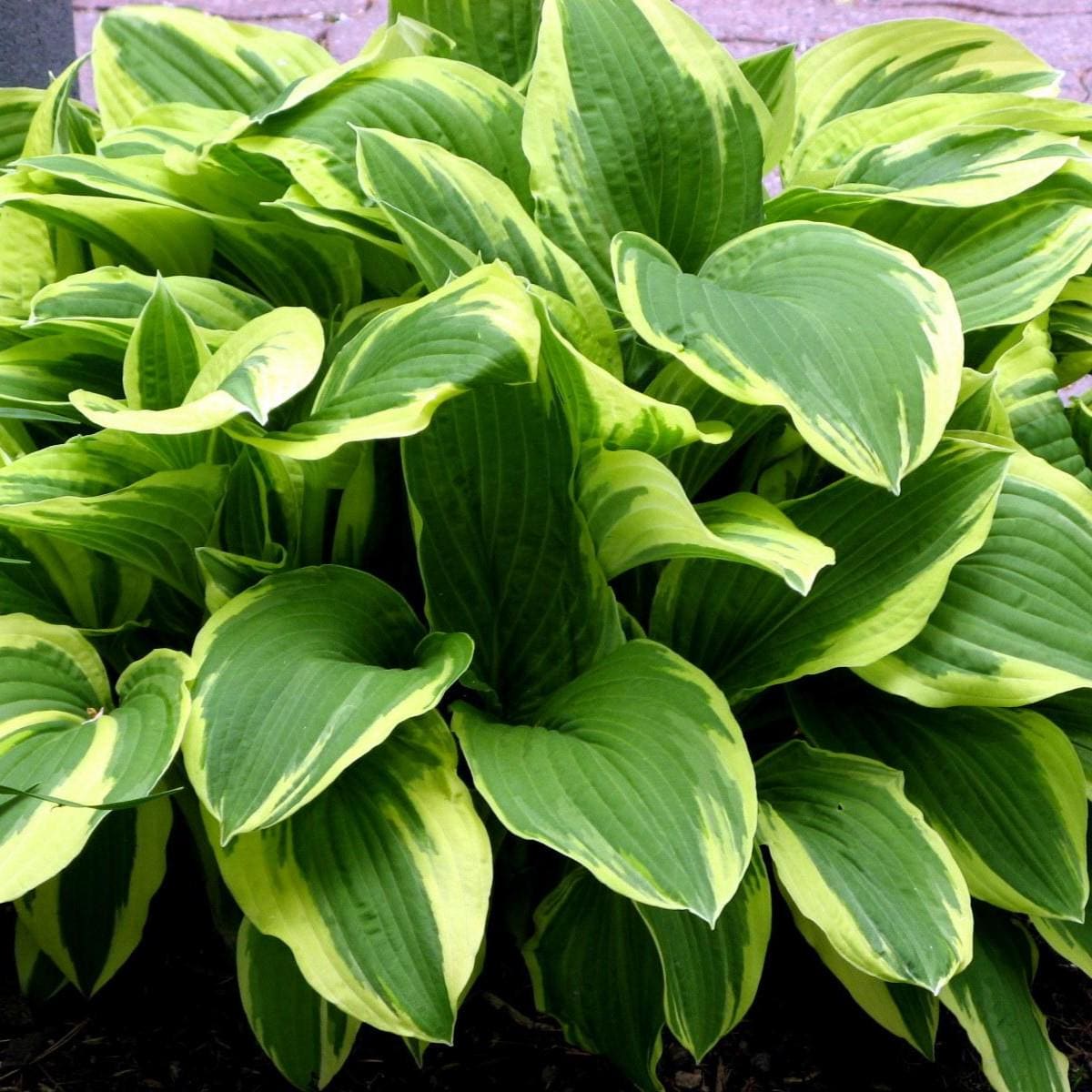 hosta FRAGRANT DREAM large sweet flowers seldom seen perennial = 1 Potted Garden Plant