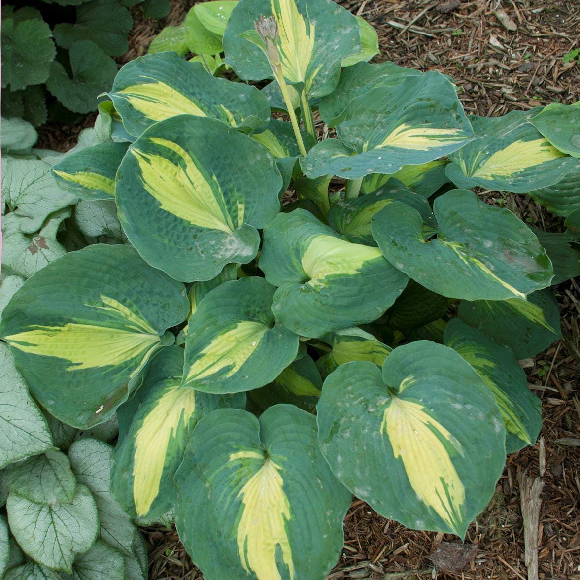 hosta DREAM WEAVER medium thick round corrugated hostas disease-free = 1 Potted Garden Plant