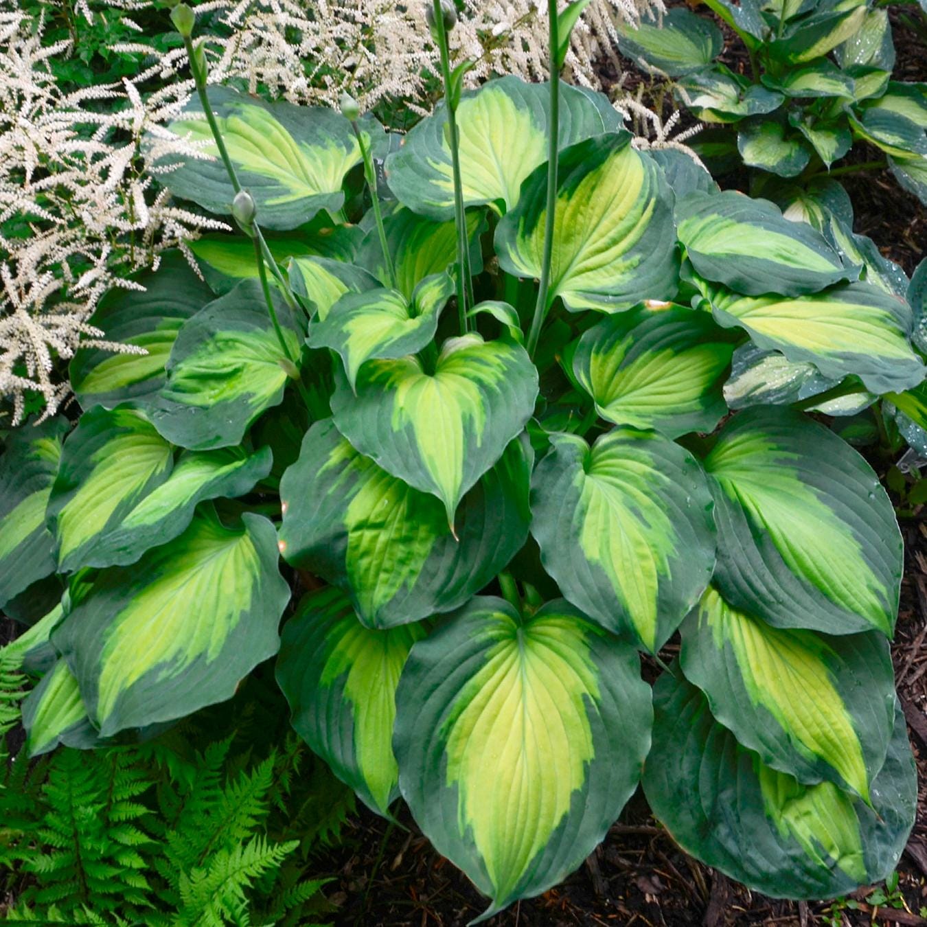 hosta BEYOND GLORY medium fast shiny gorgeous lavender flowers colorful disease-free = 1 Live Potted Plant