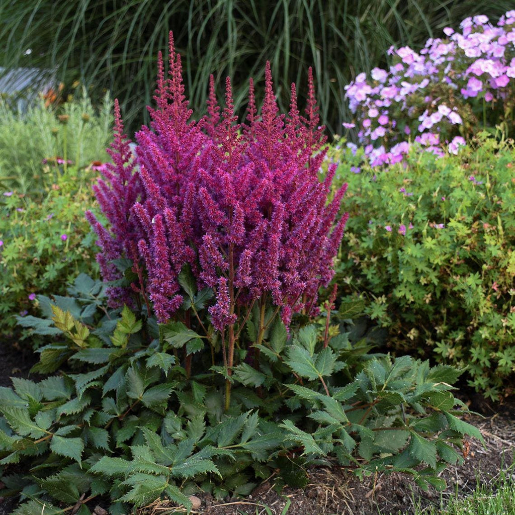 Astilbe VISIONS sun flower pink-red purple hardy perennial comes back every year = 1 Potted Garden Plant