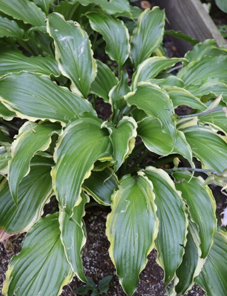 hosta QUICKSAND medium new wavy shiny rare playful perennial = 1 Potted Garden Plant