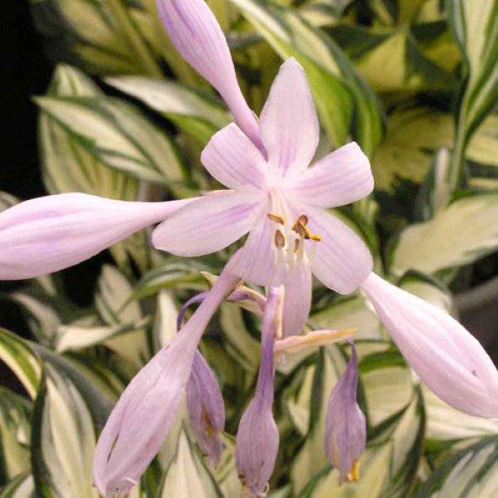 hosta FIREWORKS mini new stiff upright small tiny thick white rare perennial = 1 Potted Garden Plant