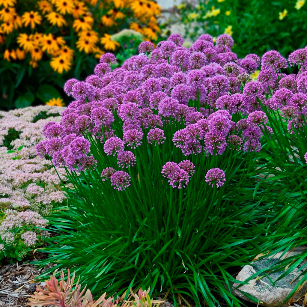 allium MILLENIUM ornamental onion nodding purple herb bee plant hardy perennial = 1 Potted Garden Plant