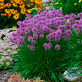 allium MILLENIUM ornamental onion nodding purple herb bee plant hardy perennial = 1 Potted Garden Plant