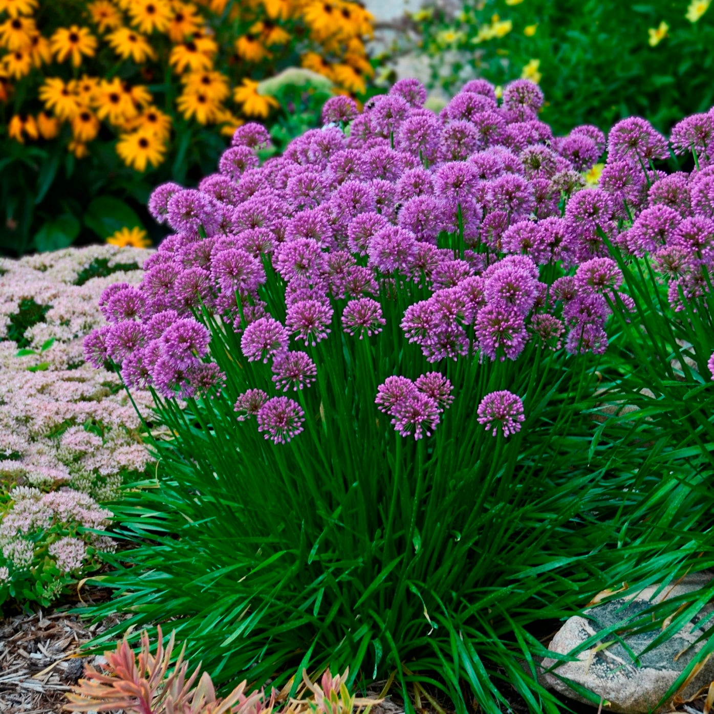 allium MILLENIUM ornamental onion nodding purple herb bee plant hardy perennial = 1 Potted Garden Plant