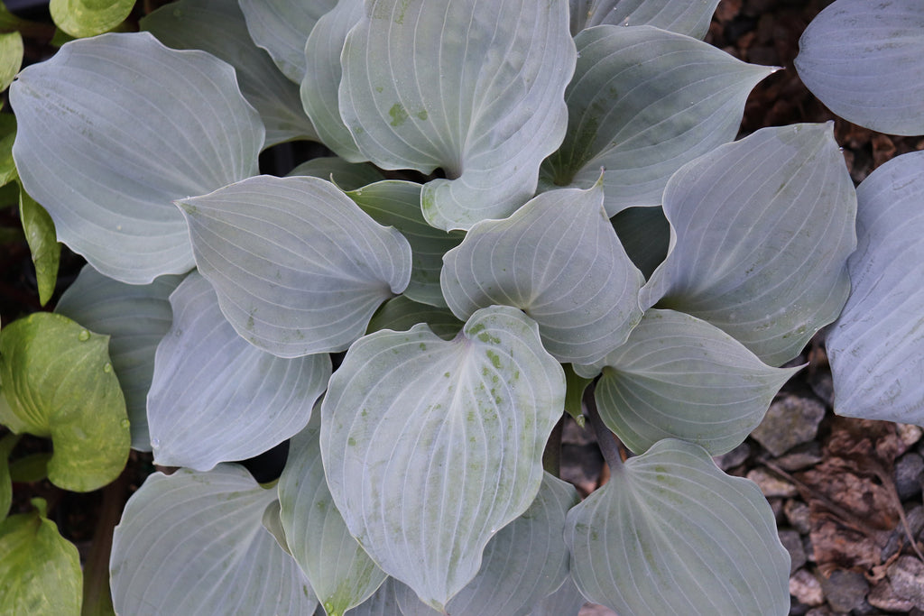 hosta PLUM DELICIOUS medium frosty wavy blue Plum Pudding limited rare red perennial = 1 Potted Garden Plant