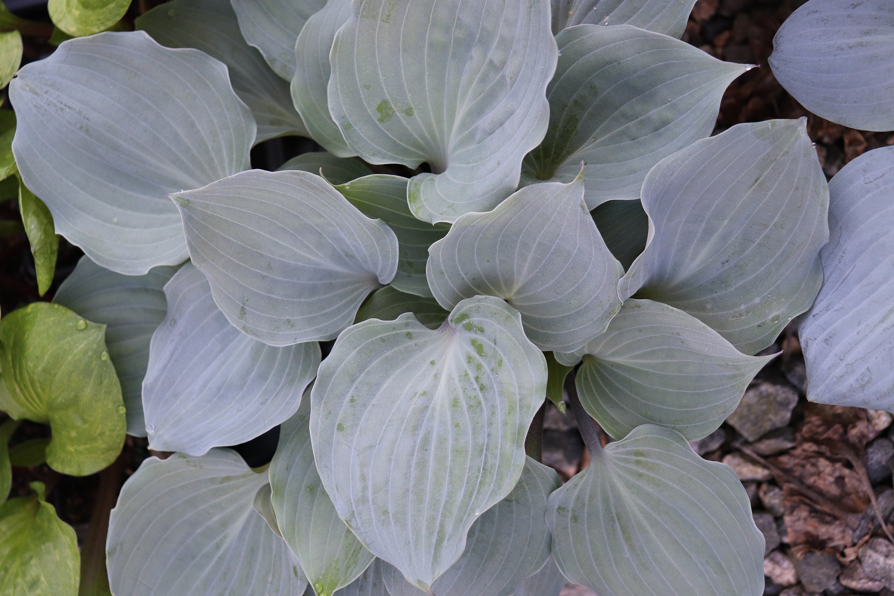 hosta PLUM DELICIOUS medium frosty wavy blue Plum Pudding limited rare red perennial = 1 Potted Garden Plant