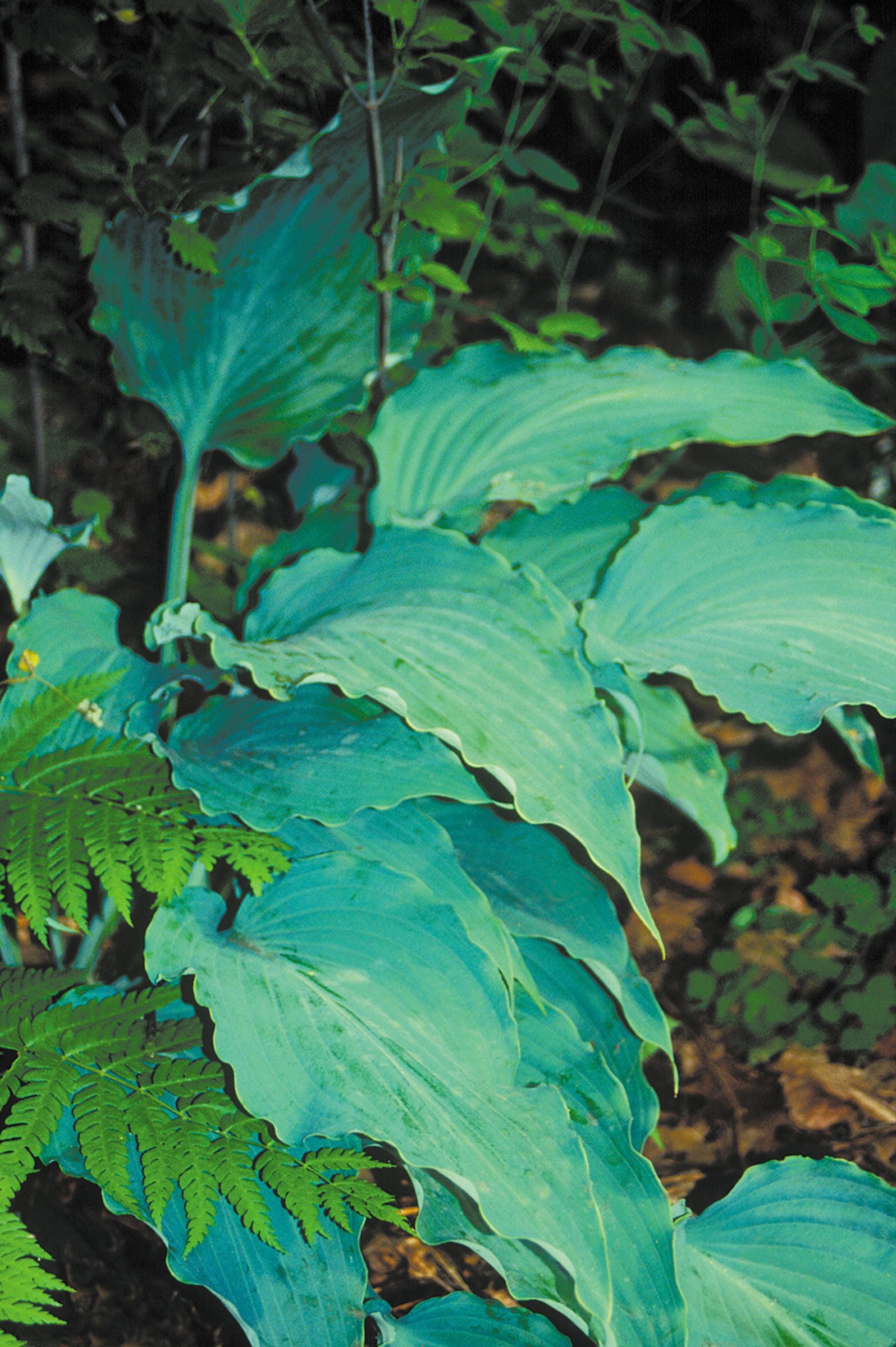 hosta NEPTUNE large giant blue wavy twisted ruffled thick perennial = 1 Potted Garden Plant