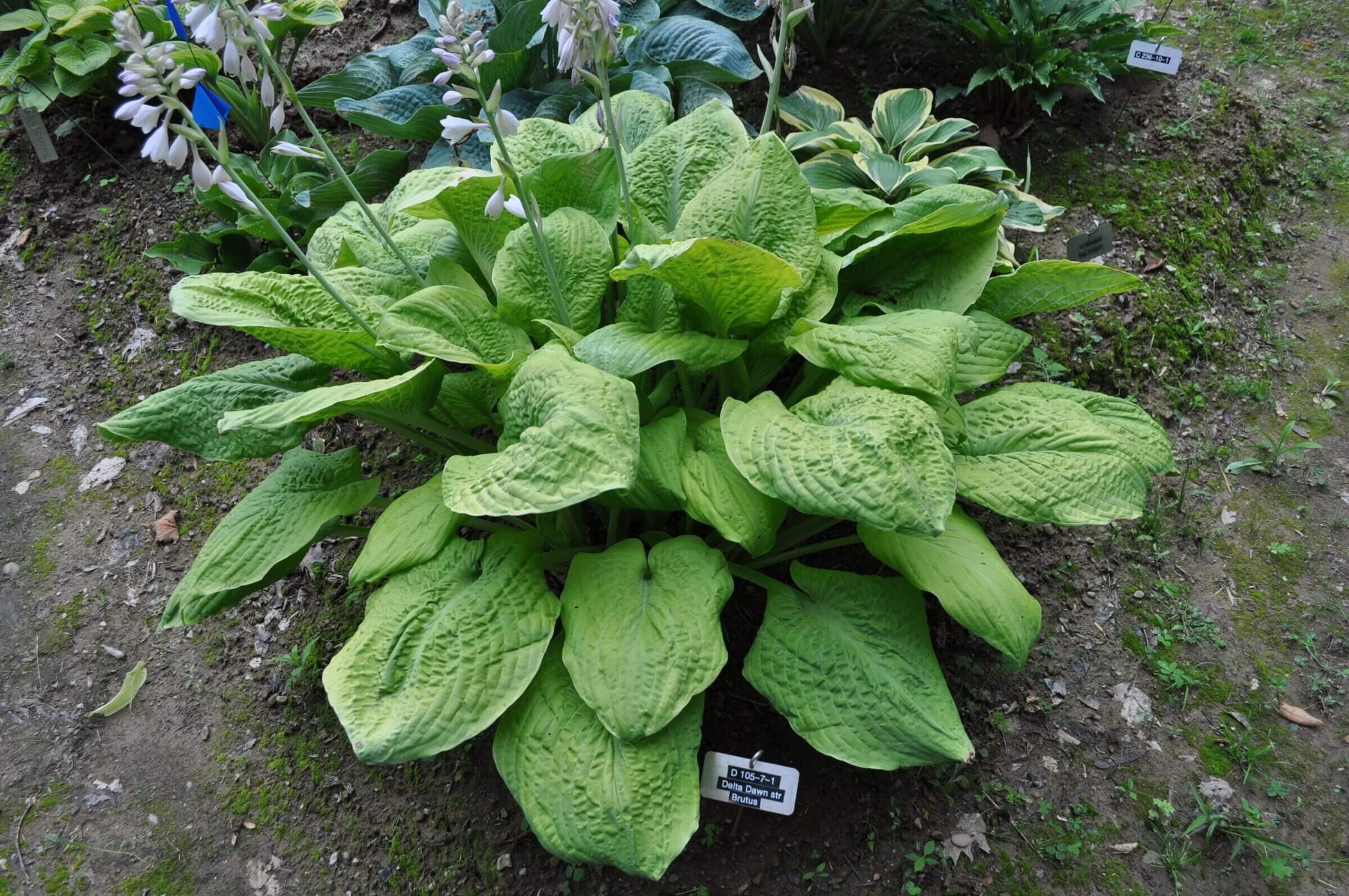 hosta TELEGRAHAM medium unusual new rare perennial = 1 Potted Garden Plant