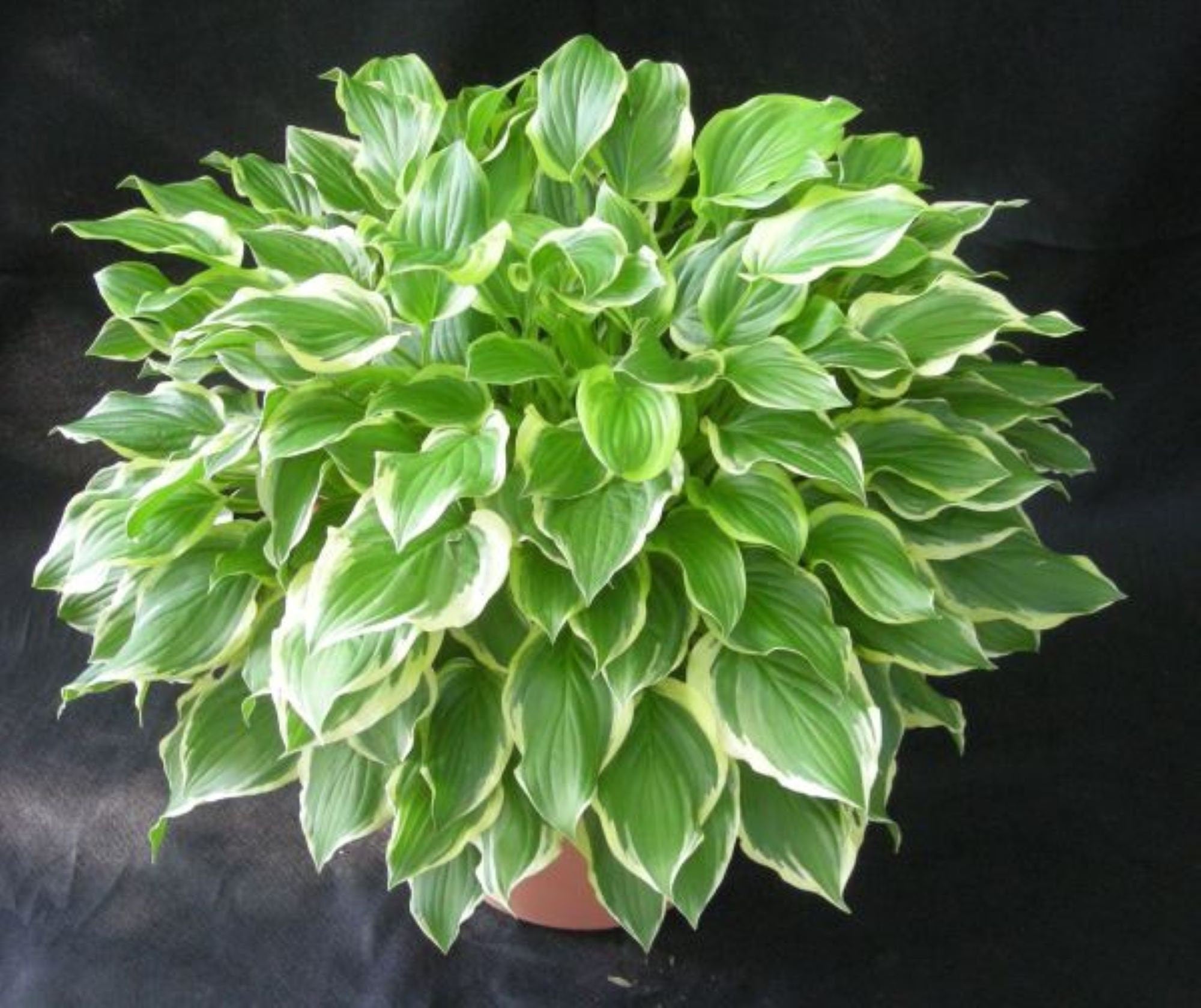 hosta SO SWEET medium fragrant scented fast disease-free = 1 Live Potted Plant