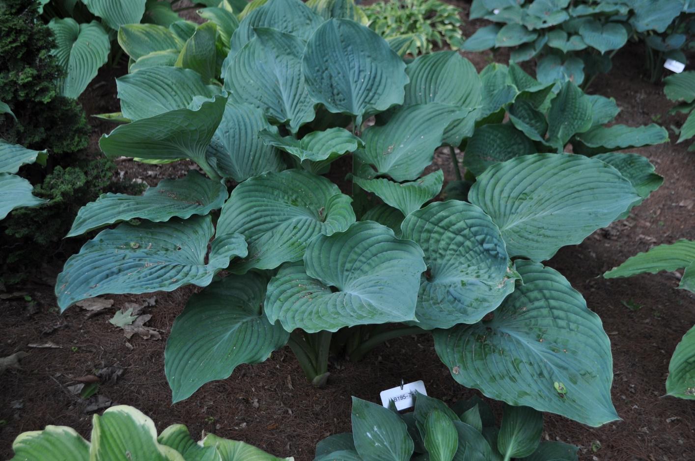 hosta 1ST AND TEN large blue hostas wavy thick seldom seen perennial = 1 Potted Garden Plant