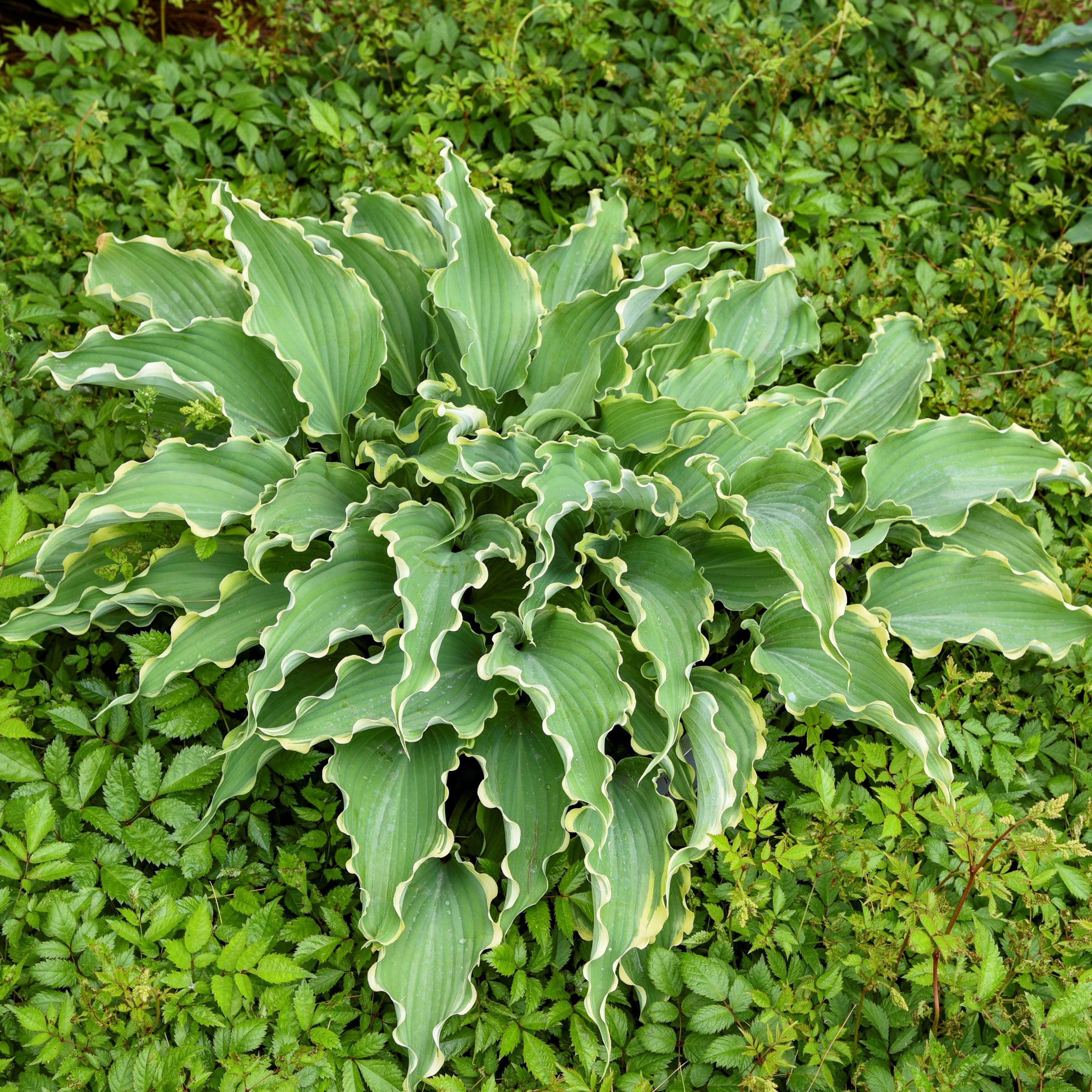 hosta DANCING in the MOONLIGHT medium new rare rippled blue hostas perennial = 1 Potted Garden Plant