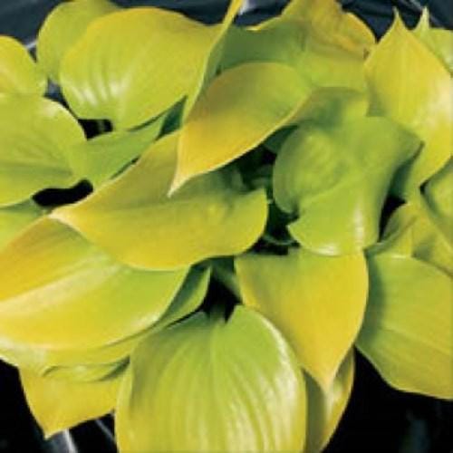 hosta APPLETINI mini rare tiny yellow shiny gold vigorous fast little perennial = 1 Potted Garden Plant