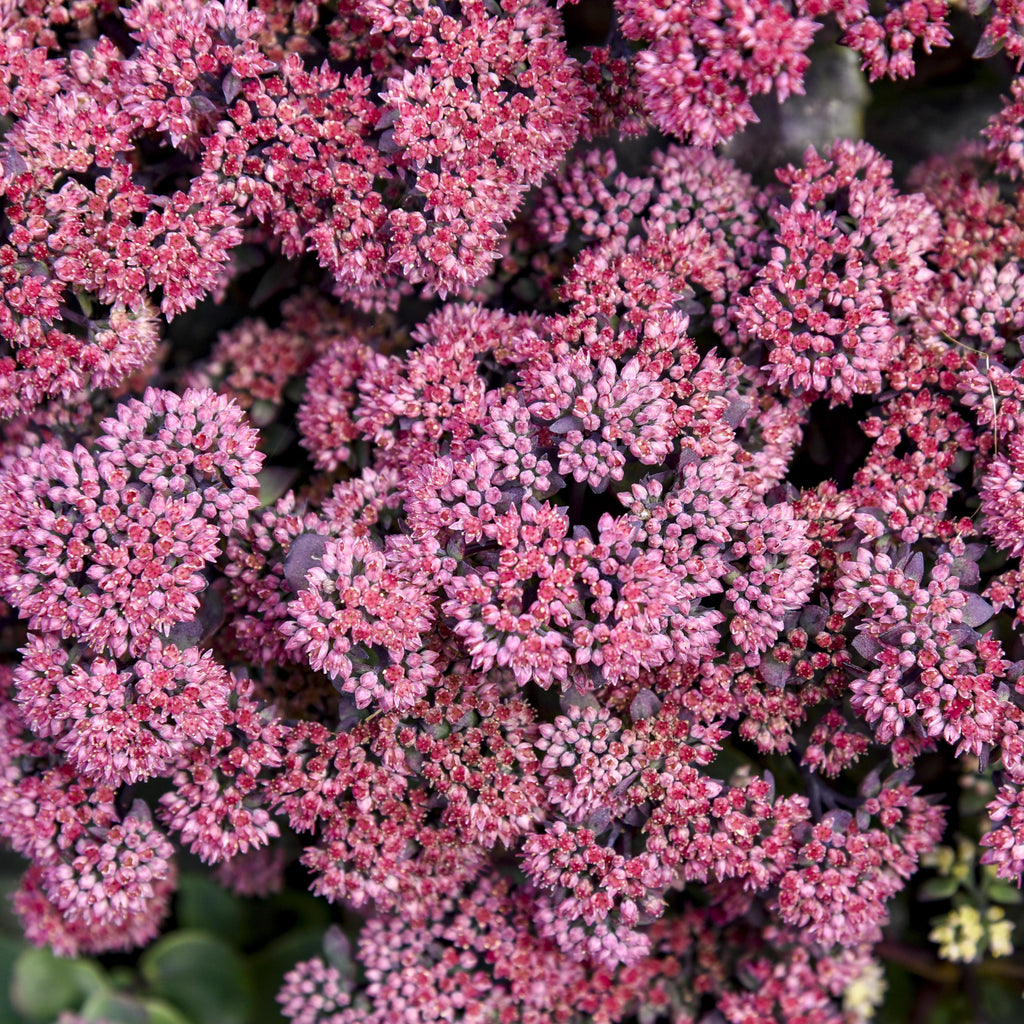 sedum MIDNIGHT VELVET upright hardy dark purple stonecrop pink flowers new perennial = 1 Potted Garden Plant