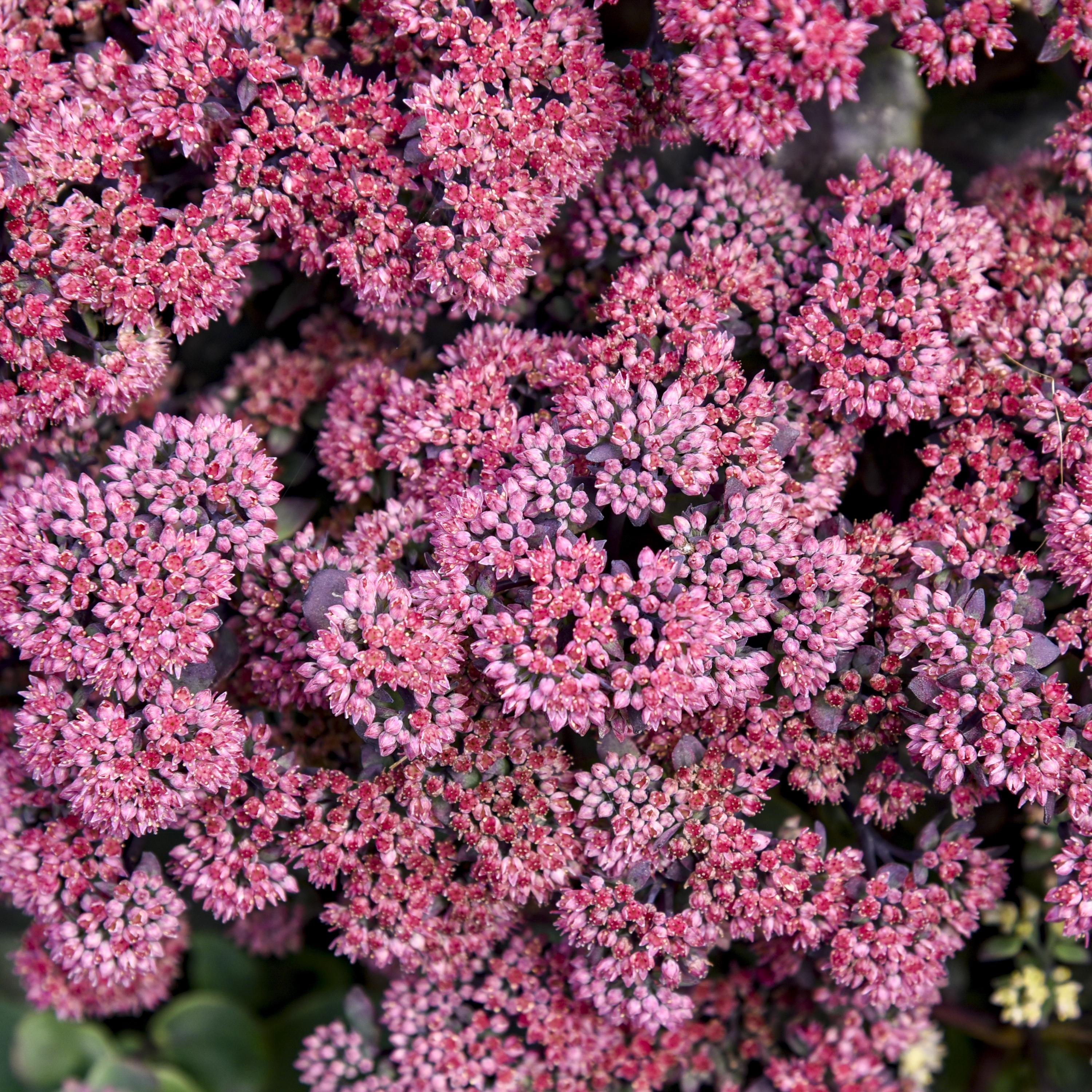 sedum MIDNIGHT VELVET upright hardy dark purple stonecrop pink flowers new perennial = 1 Potted Garden Plant