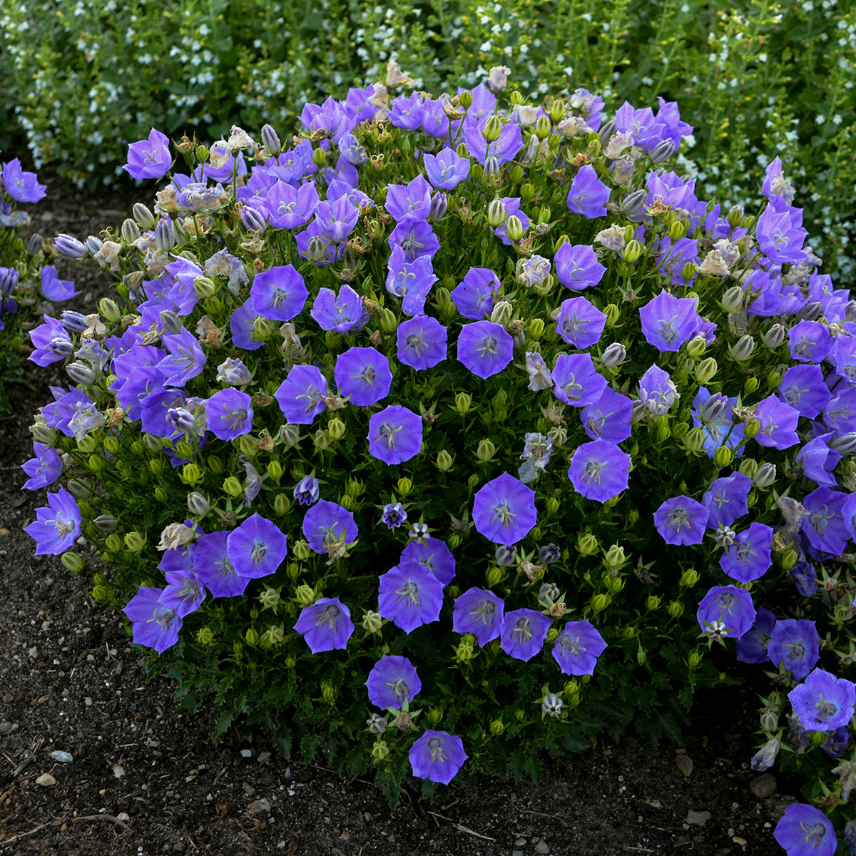 Campanula RAPIDO BLUE Bellflower violet blue flowers hardy perennial = 1 Potted Garden Plant