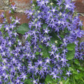Campanula BLUE WATERFALL Serbian Bellflower hardy perennial = 1 Potted Garden Plant